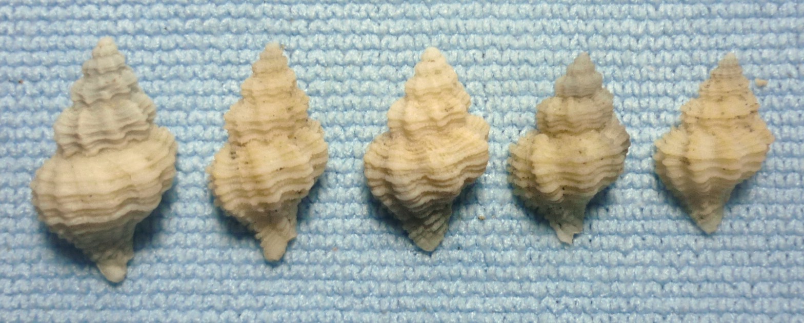 Coralliophila sofiae o squamosa?